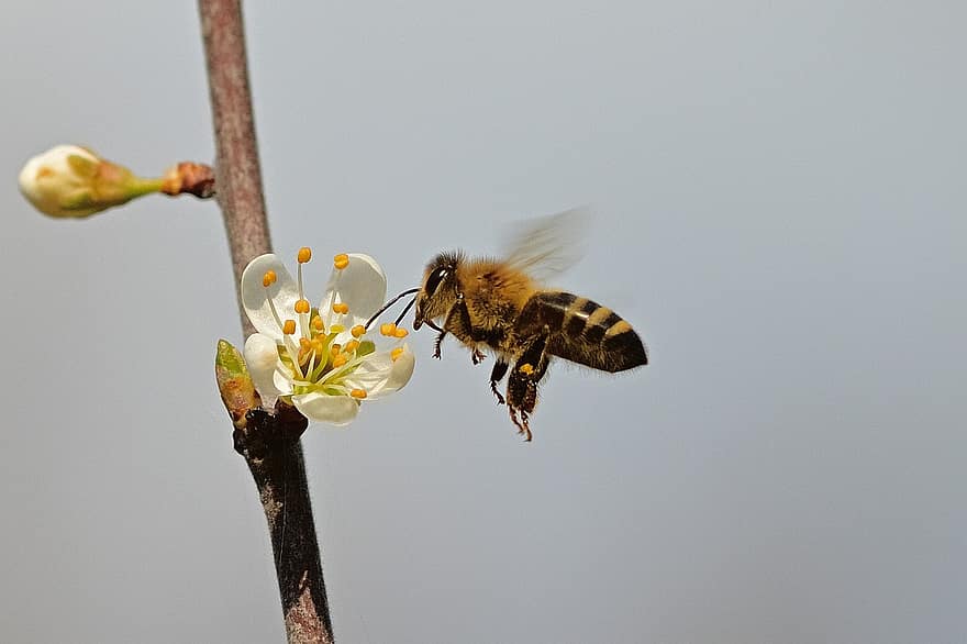 bi, honungsbi, blommor, närbild, pollinering, natur