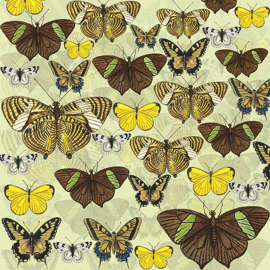 fjärilar, gul, Scrapbook bakgrund, fjäril, insekt, natur, vit, brun