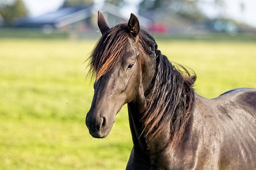 Horse, Friesian Horse, Head, Horse Head, Grass, Farm, Pasture, Mane, Stallion, Black Mane, Black Horse