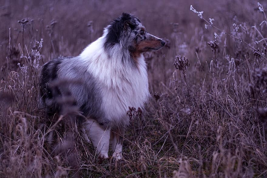 anjing, anjing gembala shetland, sheltie, padang rumput, margasatwa, hewan, bidang, alam, senja, membelai