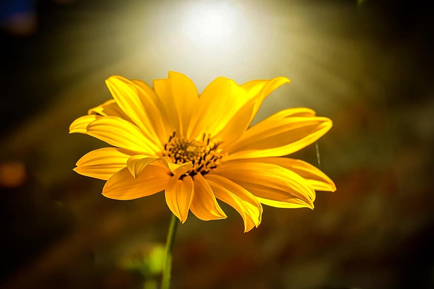 Flower, Jerusalem Artichoke, Plant, Blossom, Nature, Yellow Flower, Sunset, yellow, summer, close-up, petal