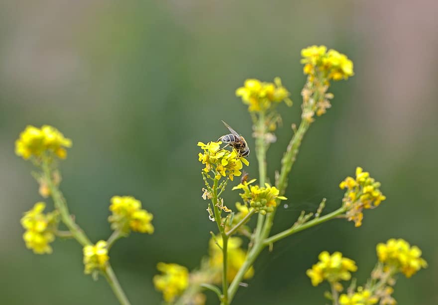 bite, kukaiņi, entomoloģija, apputeksnēšana, zieds, zied, makro, wildflower, dzeltens zieds, agri pavasarī, dzeltens