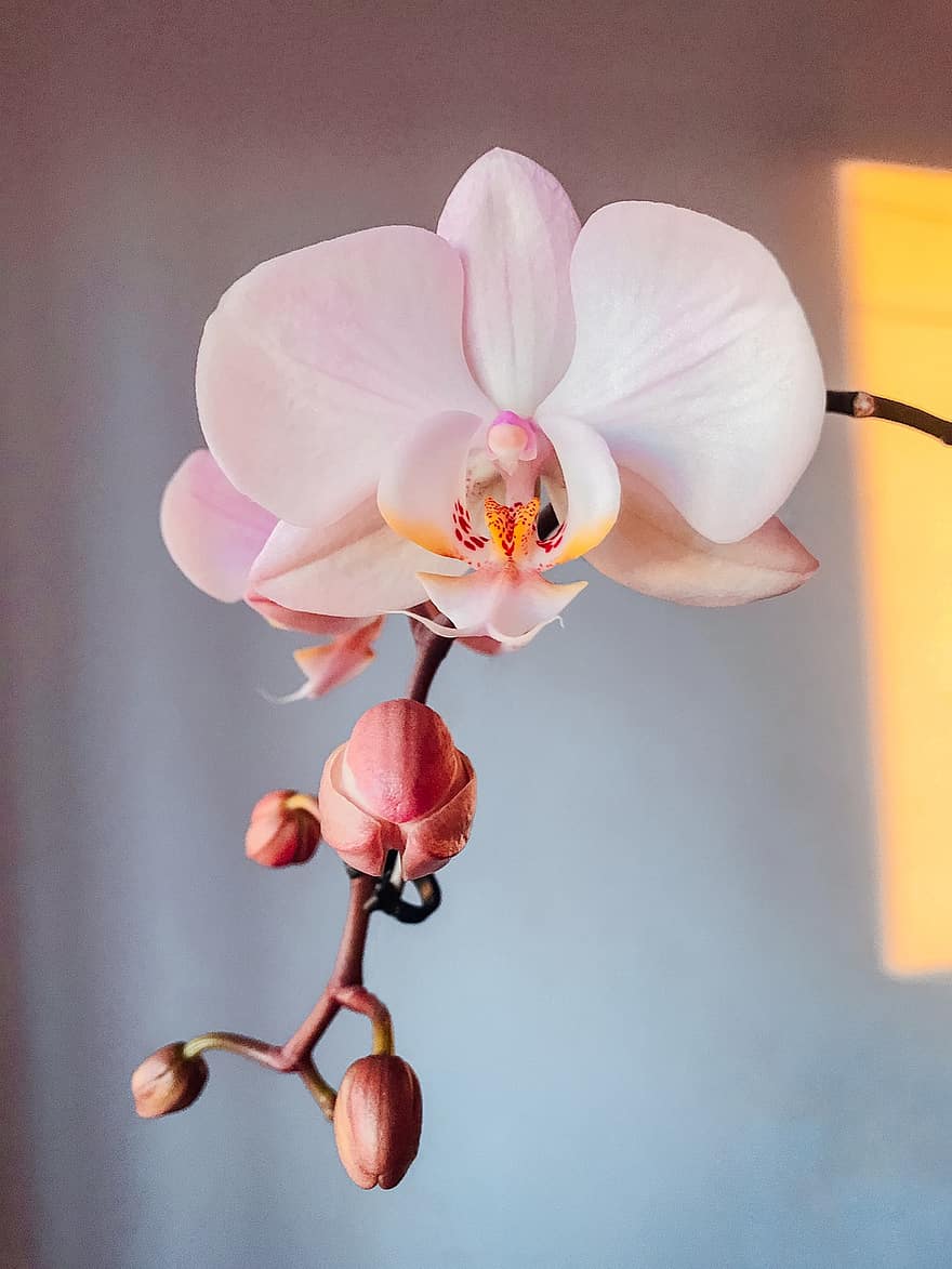 orchideeën, bloem, bloeien, fabriek, bloesem, natuur, plantkunde, orchidee, detailopname, bloemblad, bloemhoofd