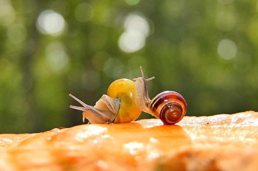 Snails, Grove Snails, Molluscs, Brown-lipped Snails, Lemon Snails, Animals, Forest, Nature, Environment