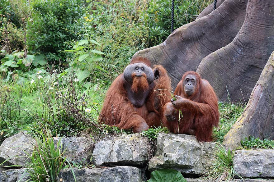 orangutan, opice, primát, divoká zvířata, divoký, volně žijících živočichů, les, Příroda, zoo