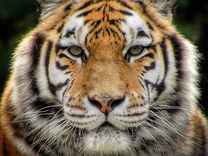 тигр, сибірський, хижак, небезпечний, кішка, хижаки, тварина, зоопарк, вуса, очі, дикий