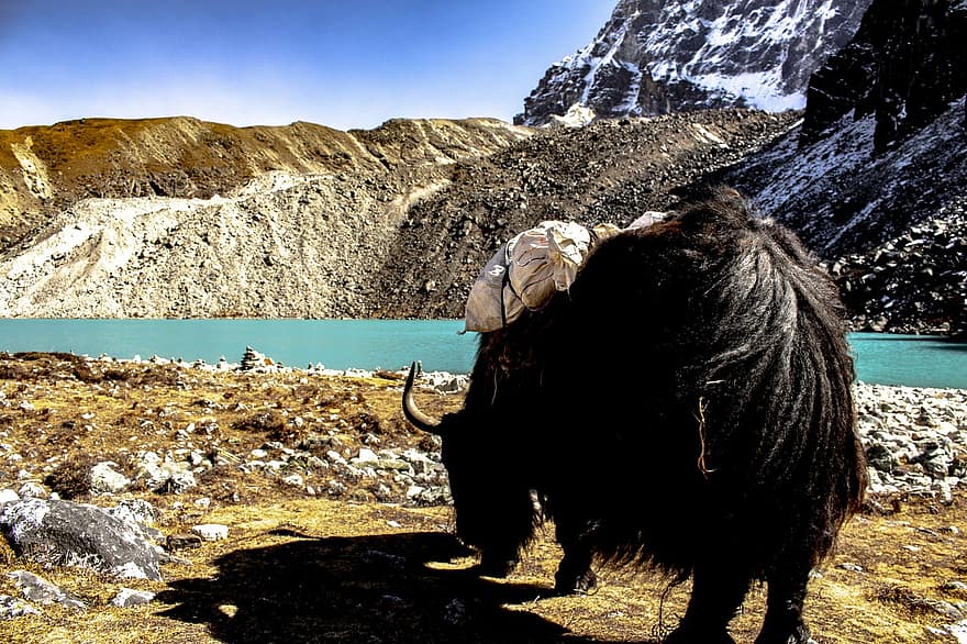 домашний як, животное, Гималаи, река, горы, млекопитающее, крупный рогатый скот, природа