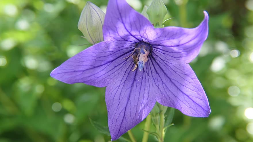 platycodon grandiflorus, λουλούδι, μπλε λουλούδι, πέταλα, μπλε πέταλα, ανθίζω, άνθος, χλωρίδα, φύση