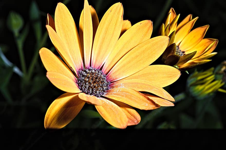 Marguerite, Flower, Yellow Flower, Petals, Yellow Petals, Bloom, Blossom, Flora, Plant, close-up, summer