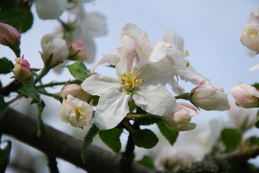 ābolu zieds, ziedi, pumpuri, koks, pilna ziedēšana, tuvplāns, zieds, lapas, augu, pavasarī, ziedu galva