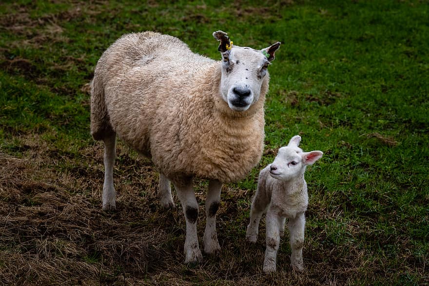 детка, овца, животные, природа, мама, семья, ферма, ягненок, домашний скот, страна, трава
