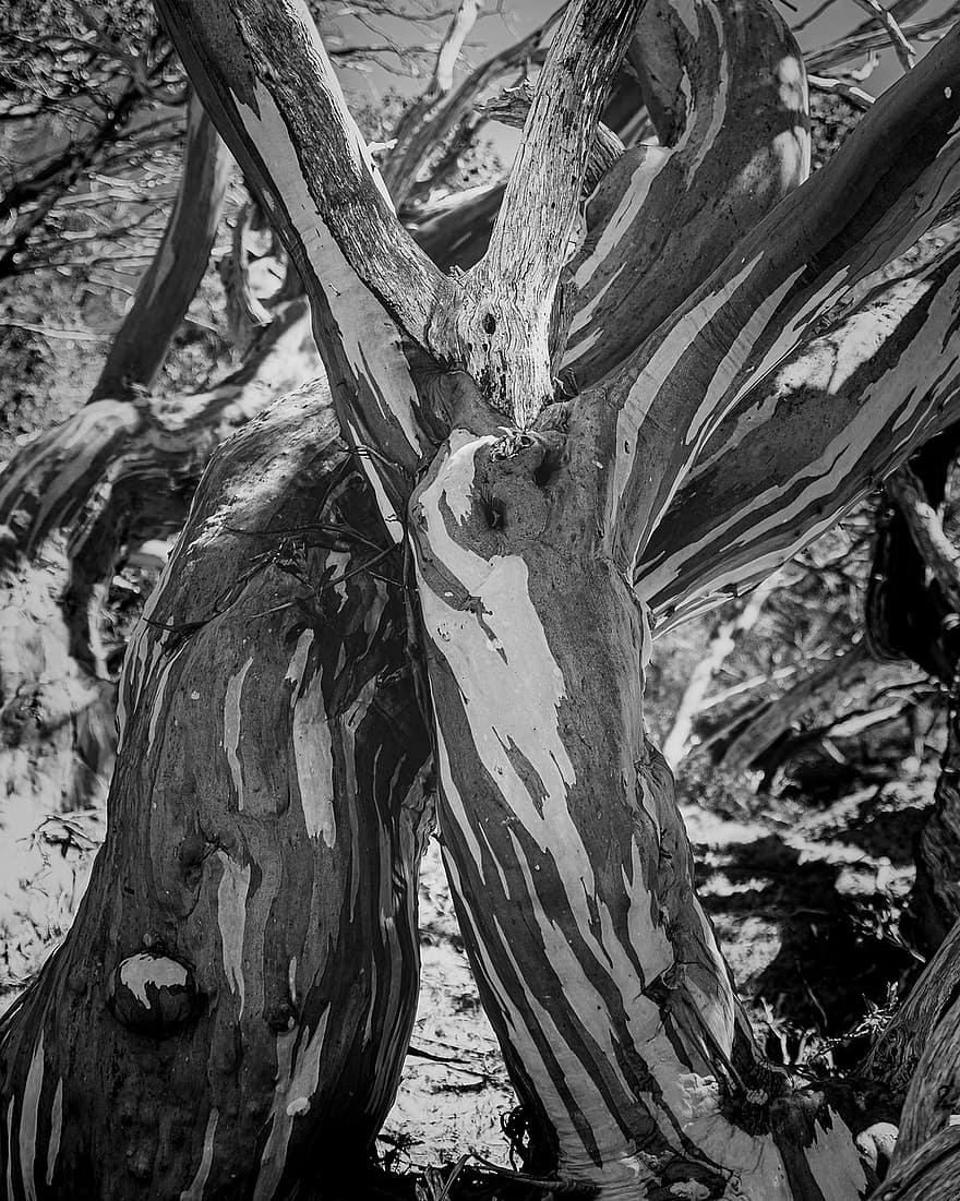 árbol, Goma de nieve, chicle de repollo, Eucalipto pauciflora, Sally blanca, naturaleza, rama, bosque, tronco de arbol, planta, en blanco y negro