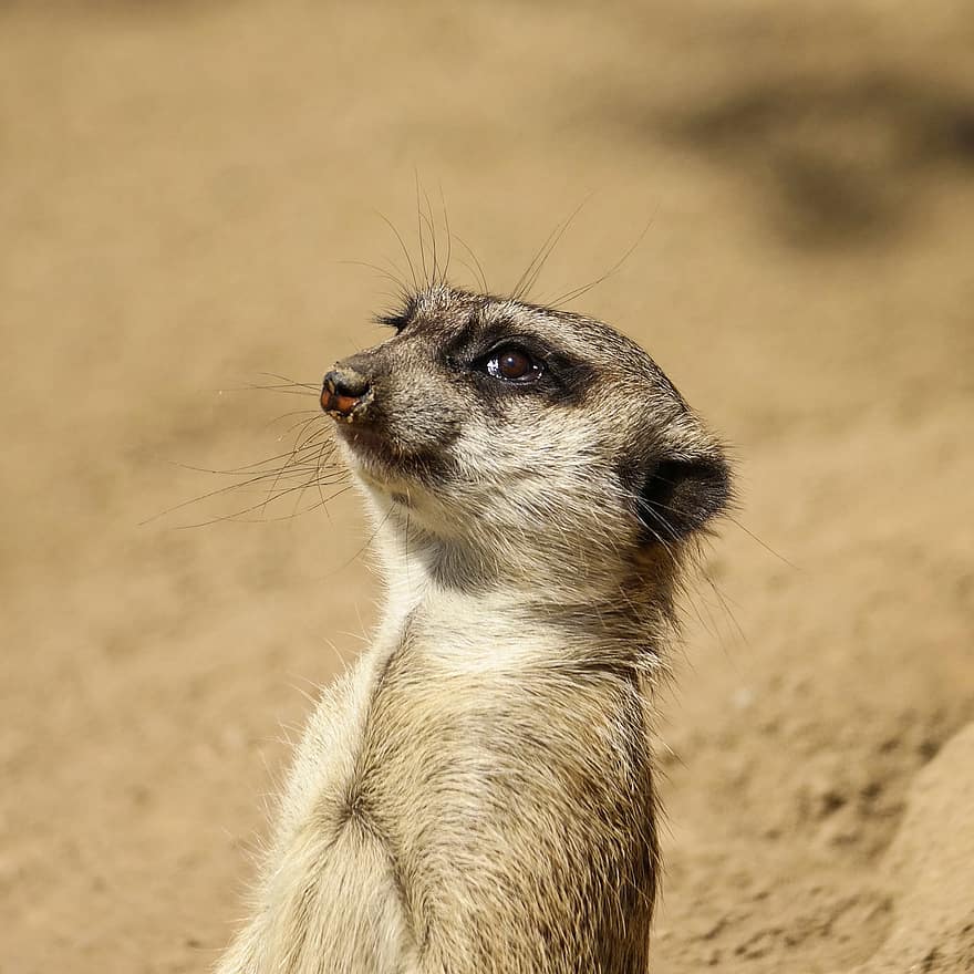 meerkat, thú vật, thế giới động vật, cầy mangut, động vật có vú, Thiên nhiên, đóng lại, Chân dung