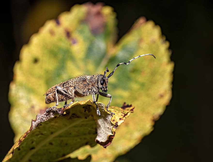 Large Poplar Borer, Longhorn Beetle, Saperda Carcharias, Insect, Animal, Nature, Wildlife, Outdoors, Leaf, Antenna, Invertebrate