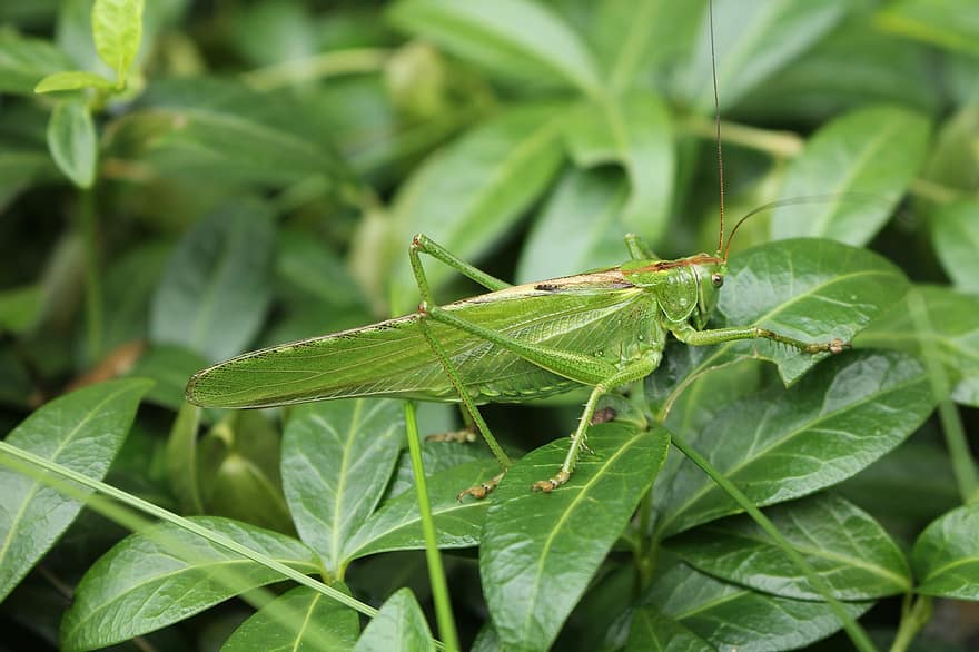 Grasshopper, Insect, Bug, Leaves, Foliage, Green, Nature, Garden, Sheet