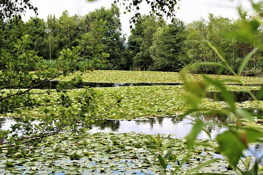 Lake, Water Lilies, Pond, Vegetation, Nature, Flora, Riverbank