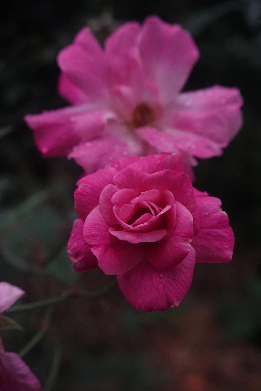 kert, rózsa, virágok, natue, eső, rózsaszín