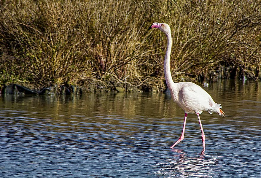 flamingo, berwarna merah muda, burung, hewan, bulu burung, camargue, kolam, alam