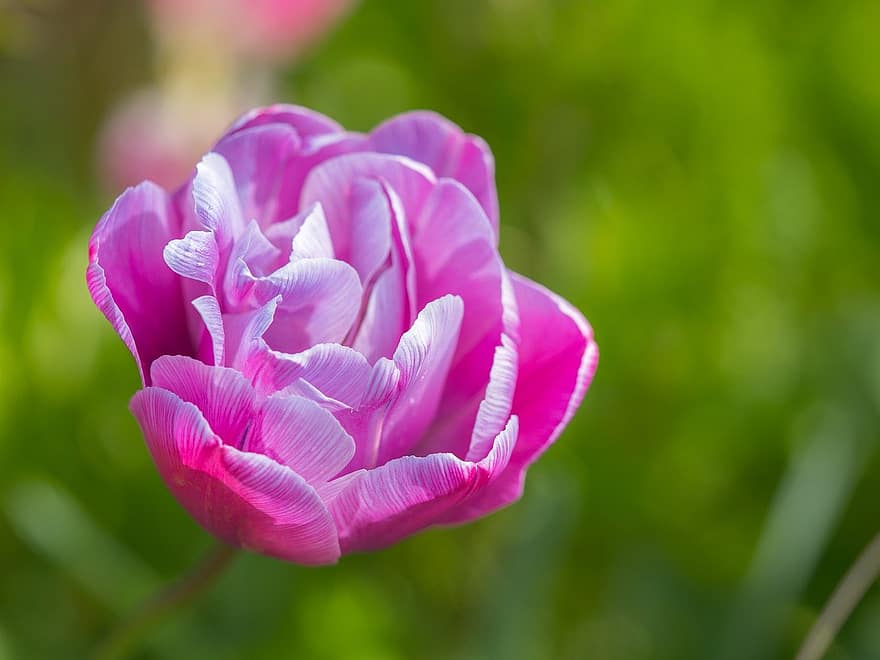 tulipan, blomst, plante, pink tulipan, kronblade, flor, blomstre, flora, forår, have, natur