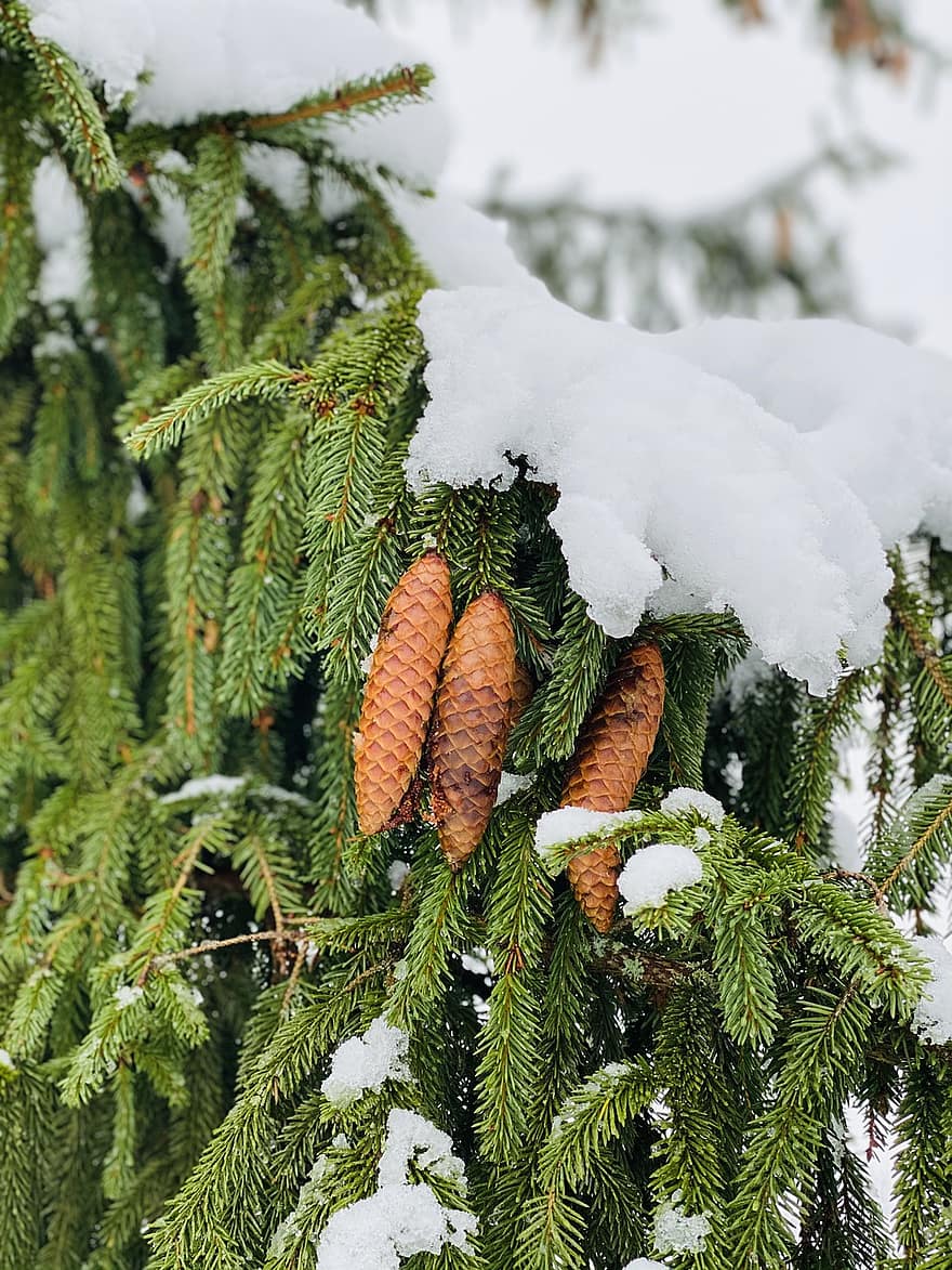 cây bách tung, nón thông, tuyết, mùa đông, cây, cây thông, có tuyết rơi, băng giá, sương giá, sương muối, thường xanh