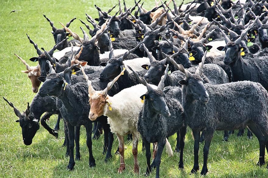 racka, ovce, stádo, zvířat, savců, maďarský, plemeno, hospodářských zvířat, pastvina, pastviny, step