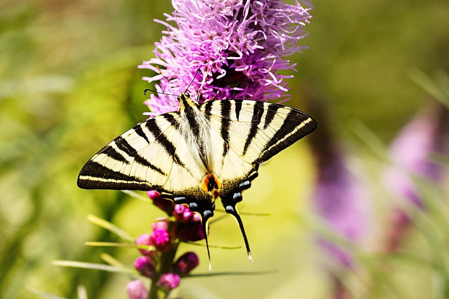 motýl, květ, opylit, opylování, hmyz, okřídlený hmyz, motýlí křídla, flóra, fauna, Příroda, zblízka