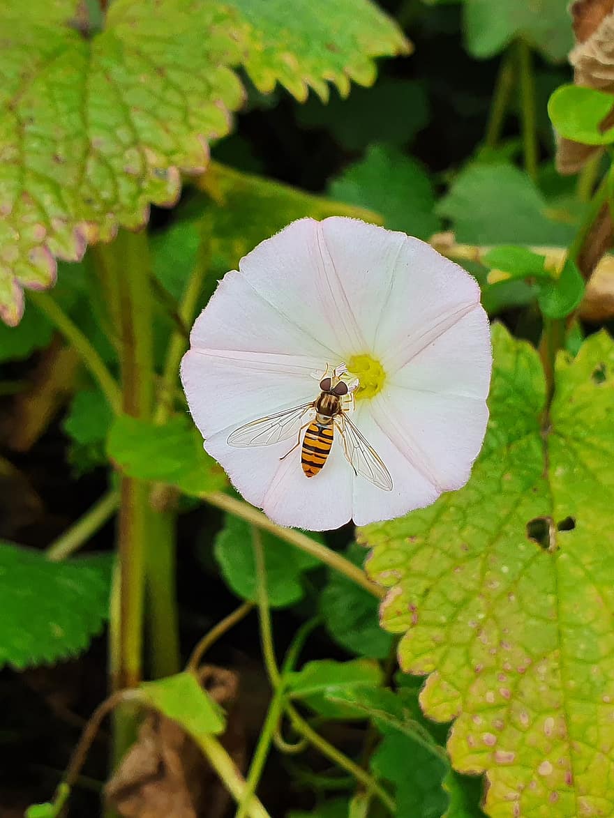 Hover Fly, Flower, Pollination, Blossom, Bloom, Insect, Nature