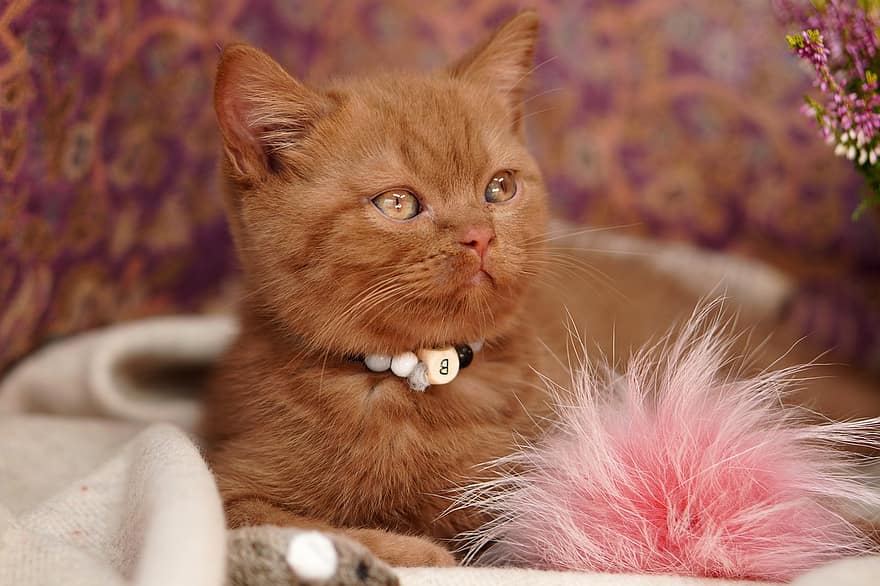 британська короткошерста, кошеня, кішка, профіль, портрет, котячий профіль, котячий портрет, домашня тварина, вітчизняний, порода котів, коричневий кіт
