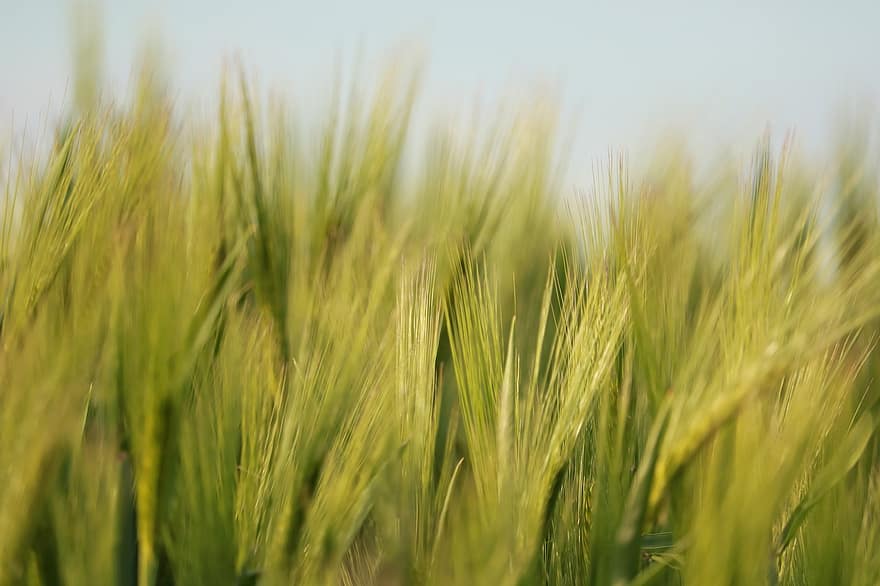 pšenice, zemědělství, cereálie, pšeničné pole, pole, hospodařit, Příroda, ječmen, krajina, orná půda, venkovský
