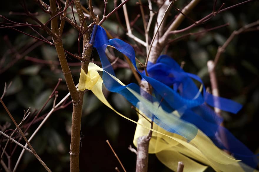 des rubans, Couleurs du drapeau ukrainien, branches, bannière, Ukraine, feuille, fermer, branche, plante, arbre, bleu