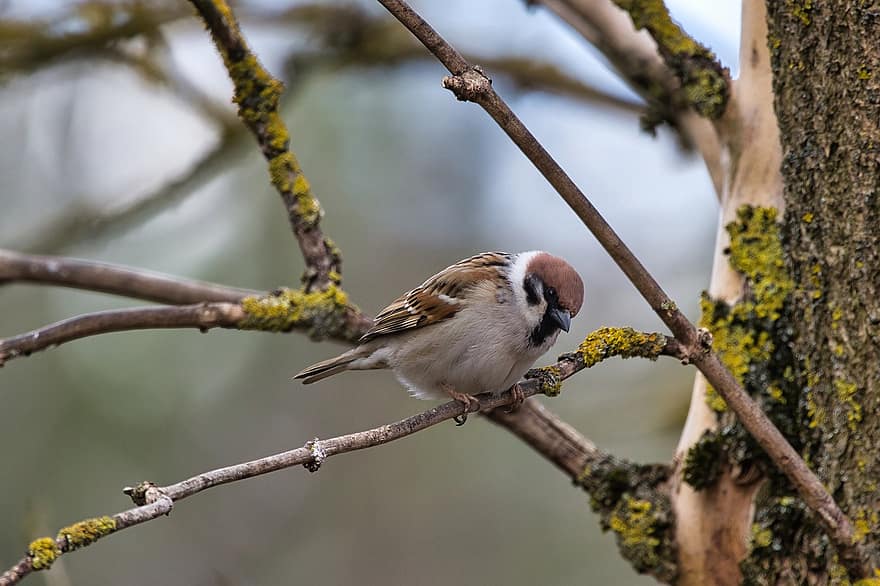 House Sparrow, Sparrow, Bird, Nature, Animal, Tree, Spring, branch, beak, feather, animals in the wild
