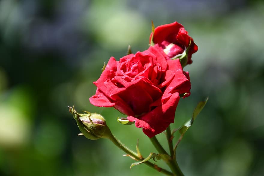 flor, rosa, Rosa, natureza, Flor, plantar, romance, Casamento, romântico, roxa, aniversário