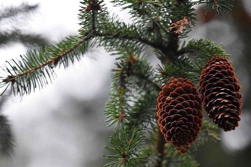 Pine Cones, Spruce, Branches, Seeds, Tree, Coniferous, Greenery, Foliage, Forest