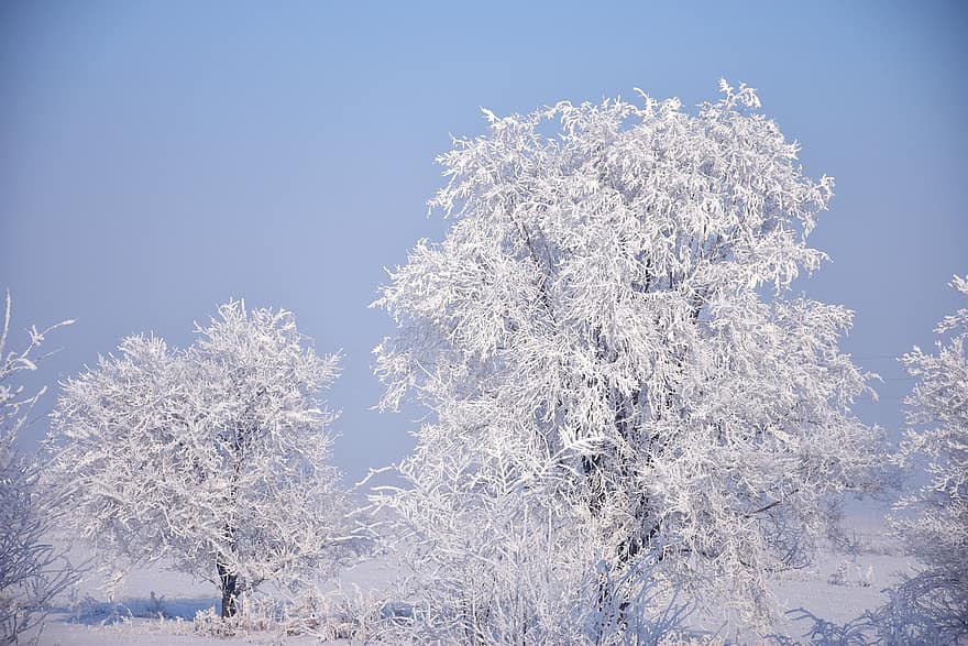 téli, fák, hó, fagy, hideg, reggel, szabadban, természet