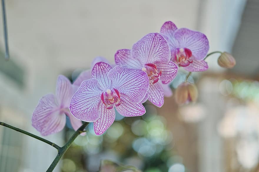 doritaenopsis, orquideas, las flores, Flores rosadas, pétalos, brotes, floración, planta, naturaleza