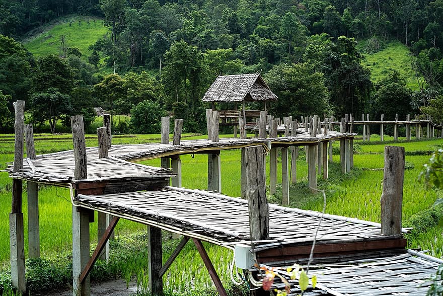 Bambusbrücke, Reisfeld, Thailand, ländlich, Paddy, Bauernhof, Feld, Brücke, Holzbrücke, Bambus, Natur
