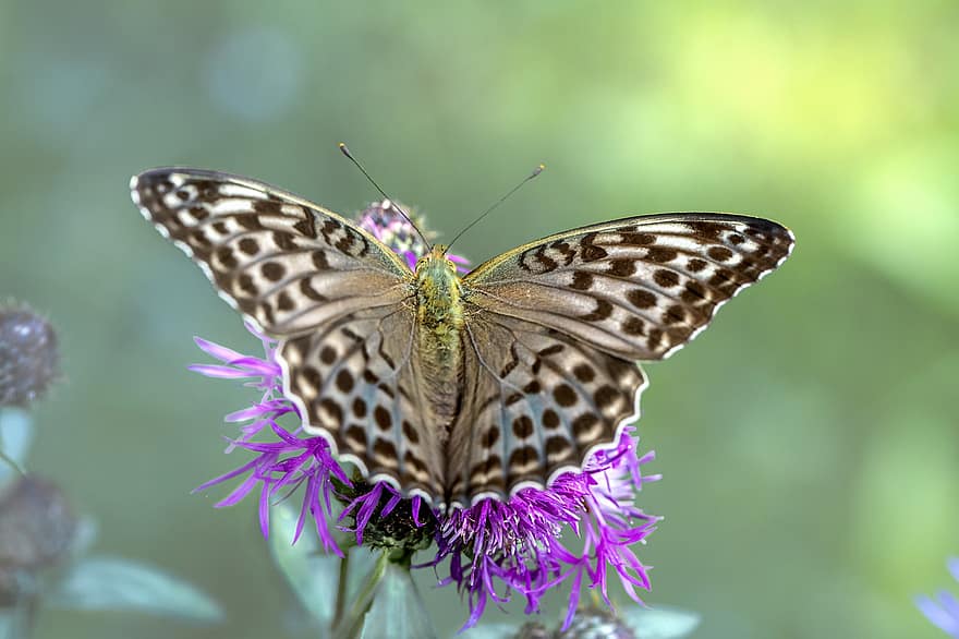 serangga, kupu-kupu, ilmu serangga, sayap, jenis, penyerbukan, bunga-bunga, berkembang, mekar, flora, fritillary perak-dicuci