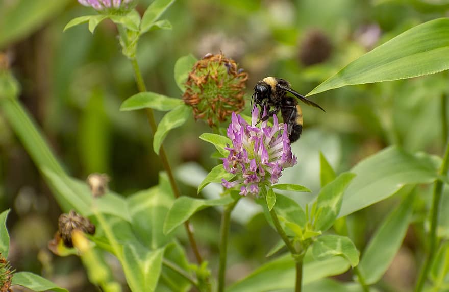 abeille, fleur, nectar, bourdon, insecte, la nature, jardin, ailes, pollen, faune