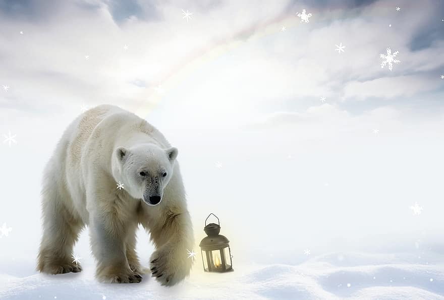 polārlācis, sniegs, lampa, fotomontāža, foto manipulācijas, kompozīts, Ziemassvētki, Ziemassvētku kartīte, fona, ziemā, sezonā