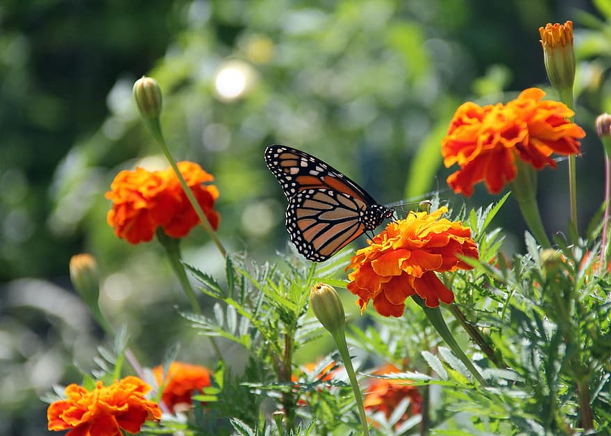 пеперуда, Пеперуда монарх, насекомо, природа, насекоми, циния, цвете, опрашване на пеперуди, растение, флора, цвят