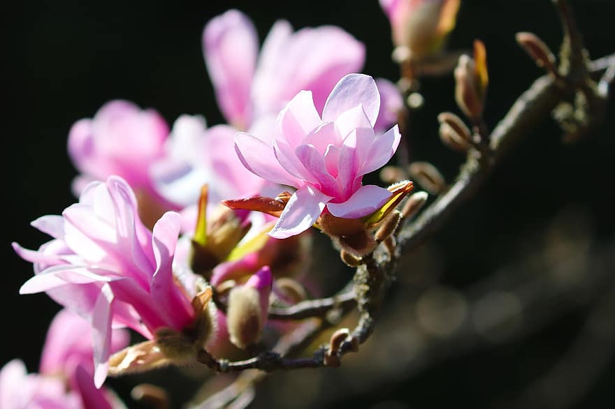 magnolia, blomster, afdeling, lyserøde blomster, kronblade, knopper, flor, blomstre, magnolia træ, træ, plante