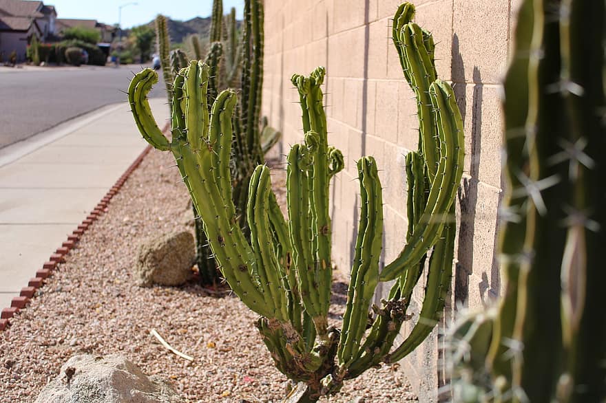 Cacti, Desert Plants, Home Decor