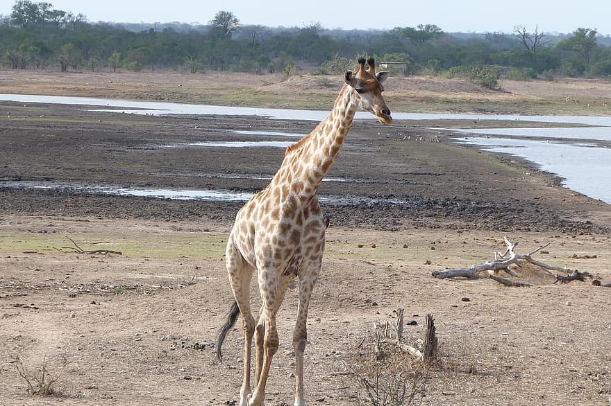 zürafa, hayvan, safari, memeli, yaban hayatı, çöl, vahşi, doğa, savan, Kruger ulusal parkı, kruger