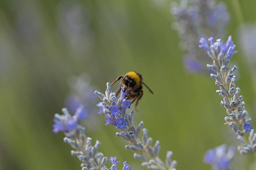 abelha, lavanda, natureza, insetos, asas, inseto, pólen, perfil, flor, polinizadores, campo