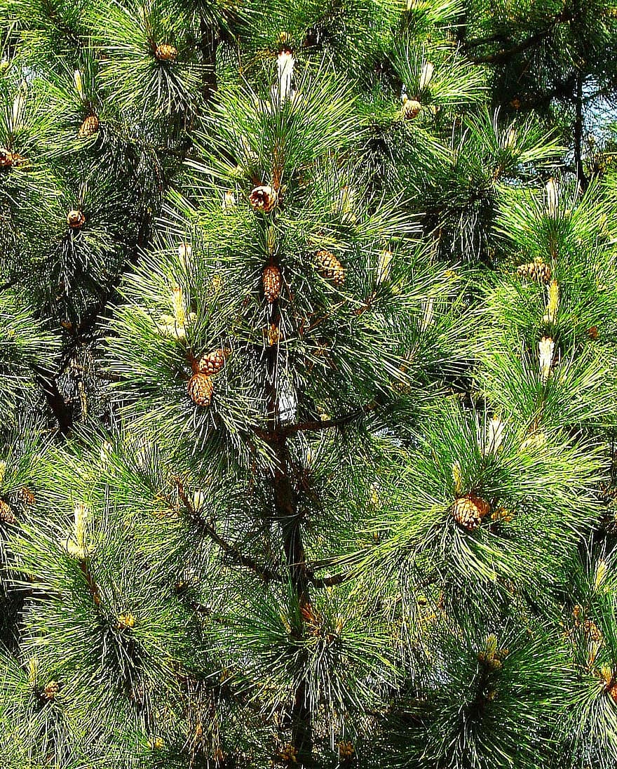 borovice, jehličnatý strom, evergreen, Příroda