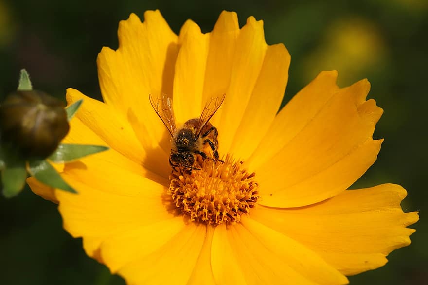 flor, abella, polinització, entomologia, insecte, florir, macro, pètals, Geumgye-guk, naturalesa, groc