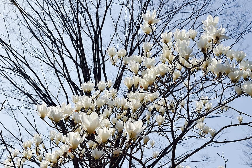 bunga-bunga, pohon, magnolia, berkembang, mekar, alam, Jepang, pemandangan, menanam, putih, musim semi
