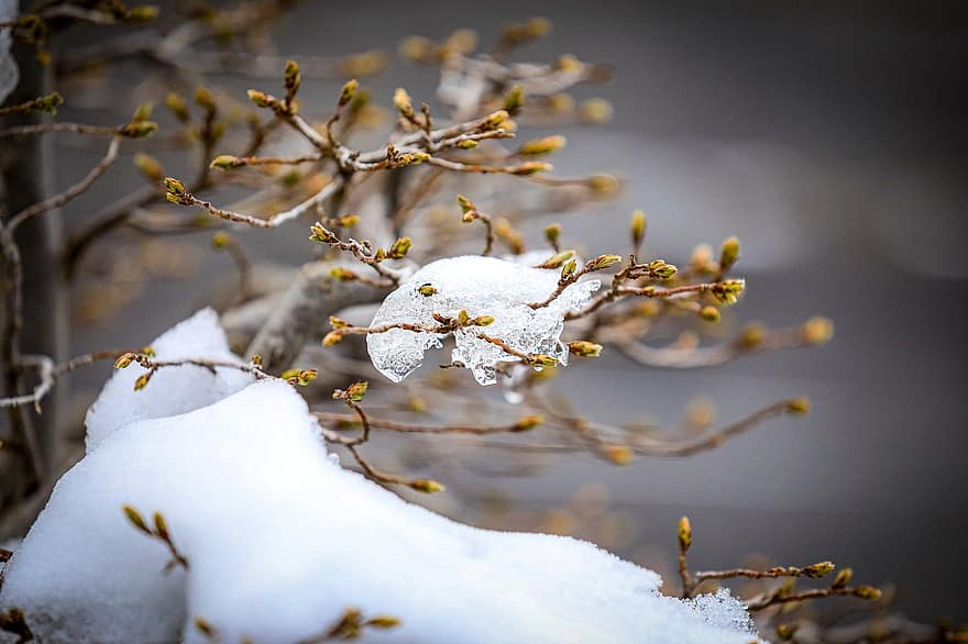 chồi non, chi nhánh, Chồi vỡ, có tuyết rơi, mùa xuân, cây trăn, hệ thực vật, gỗ, mùa đông, cây, tuyết
