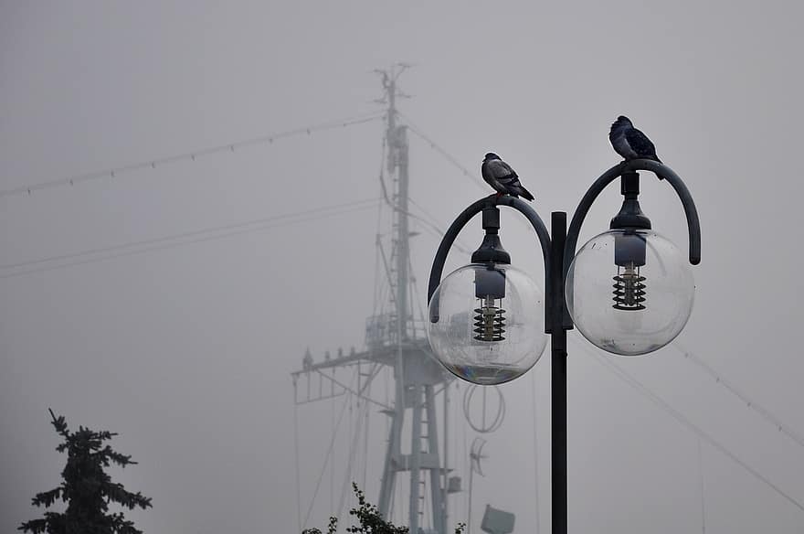 duer, fugler, lamper, lyspærer, mast, tåkete, disig, by, skyet, gatelykt, ledninger