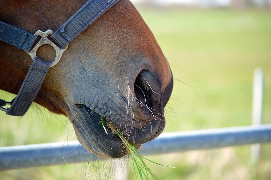 con ngựa, thú vật, cho ăn, đóng lại, cỏ, ngựa con, đầu ngựa, lỗ mũi, ăn, Thiên nhiên, paddock